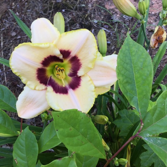 Meet the Artisan, Jo Allyn - Picture 7 of 15